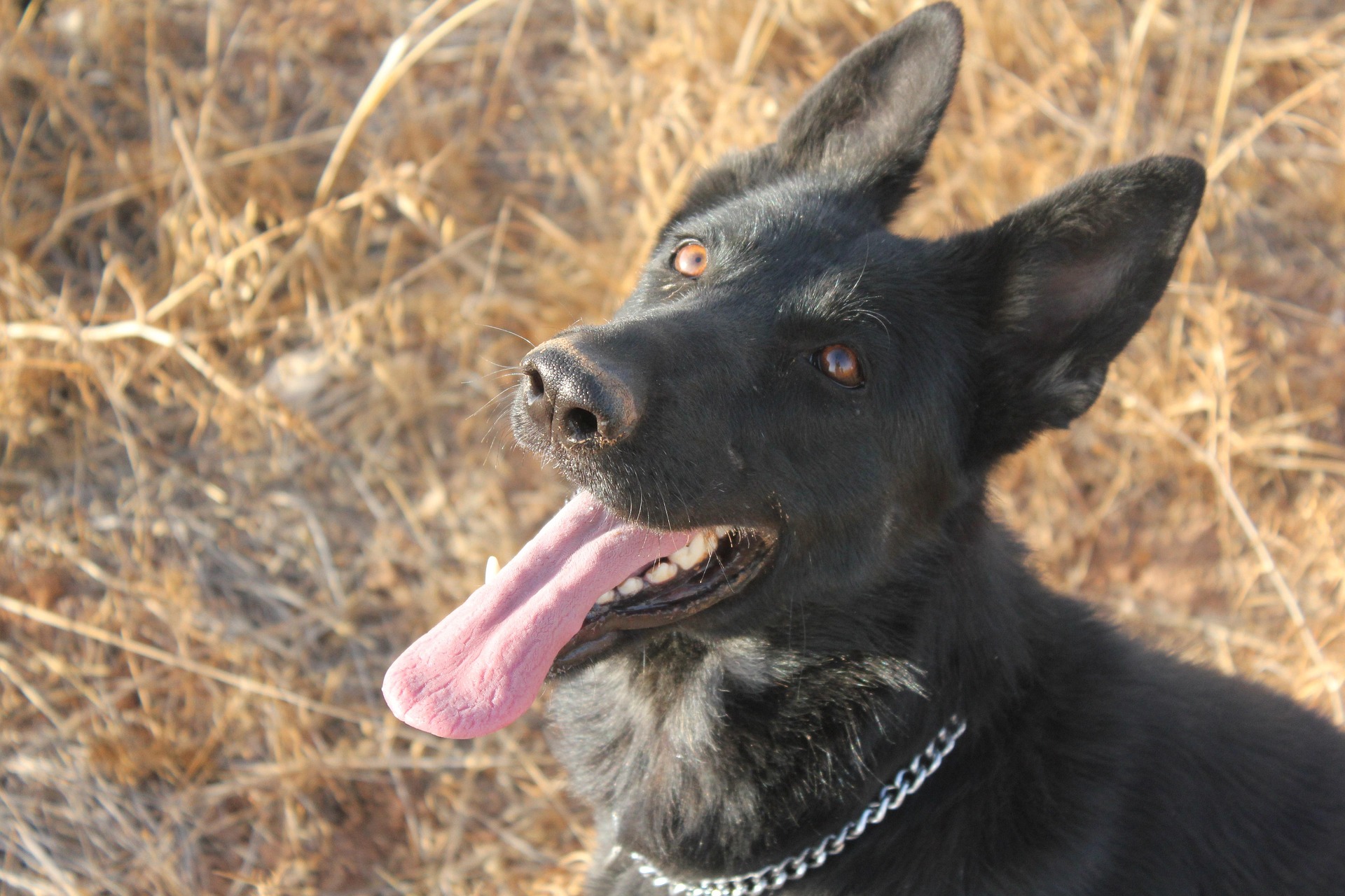 One to One Dog Training in Bishop's Stortford