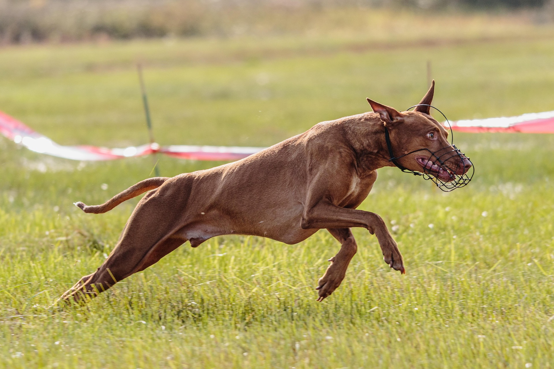 Collie during training - Residential Dog Training