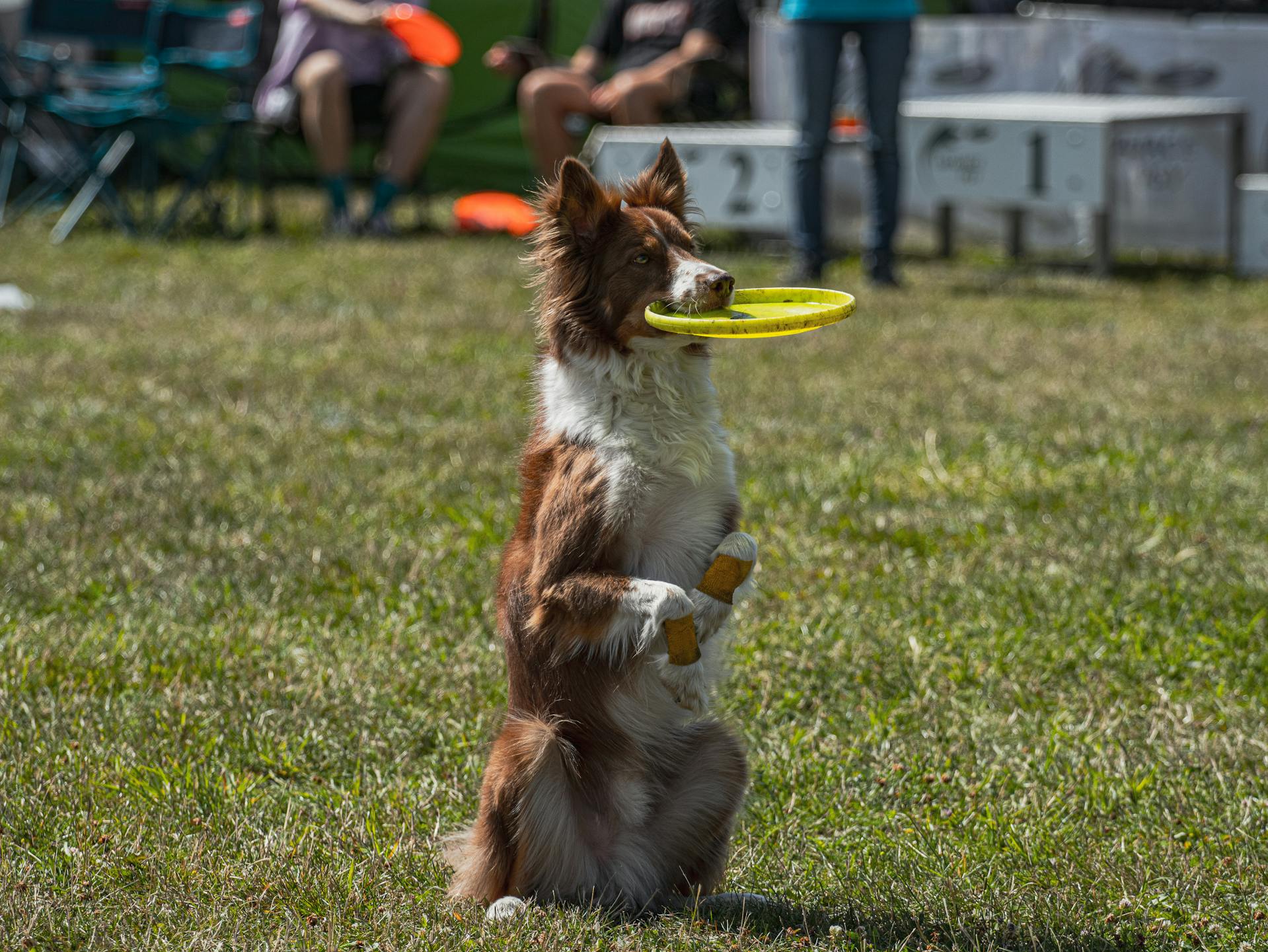 Dog during training - Residential Dog Training