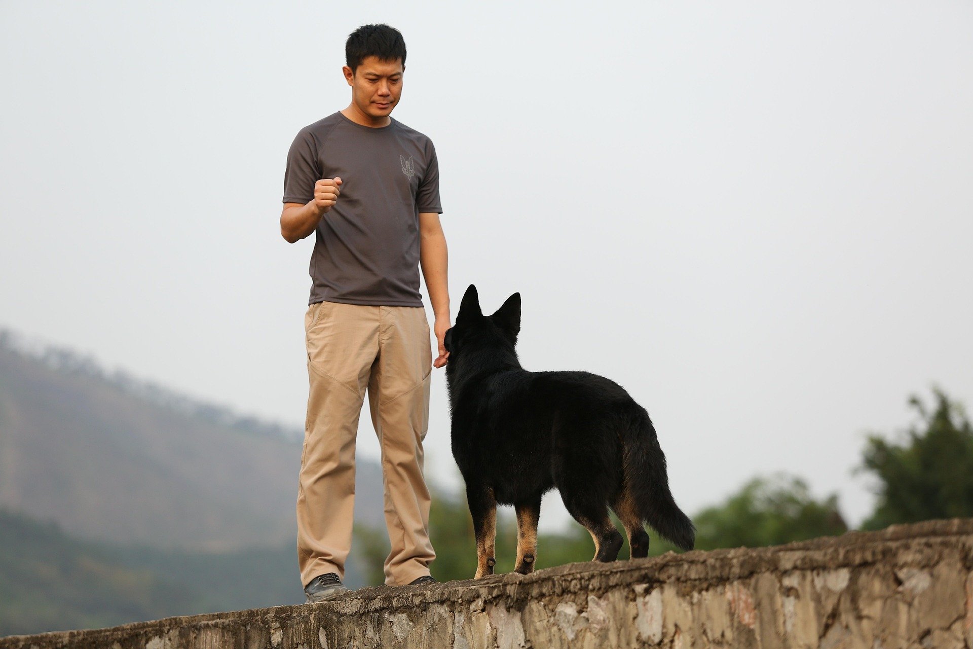 Training - dog with owner